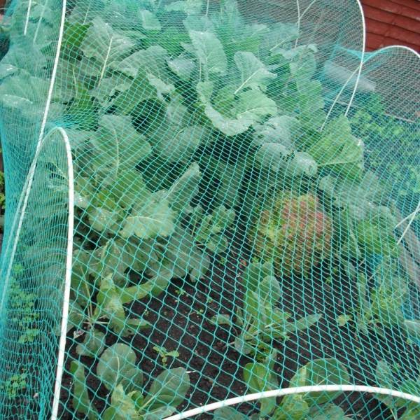 Anti bird net is installed above the kitchen garden.