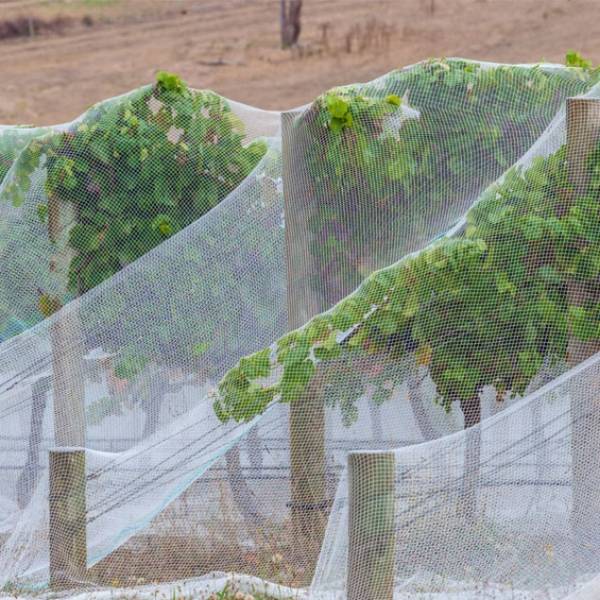 Anti bird net is installed above the orchard.