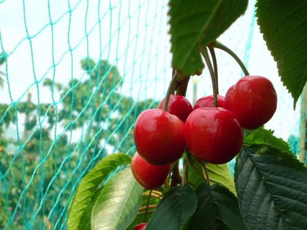 Anti bird nets are used to protect cherries.
