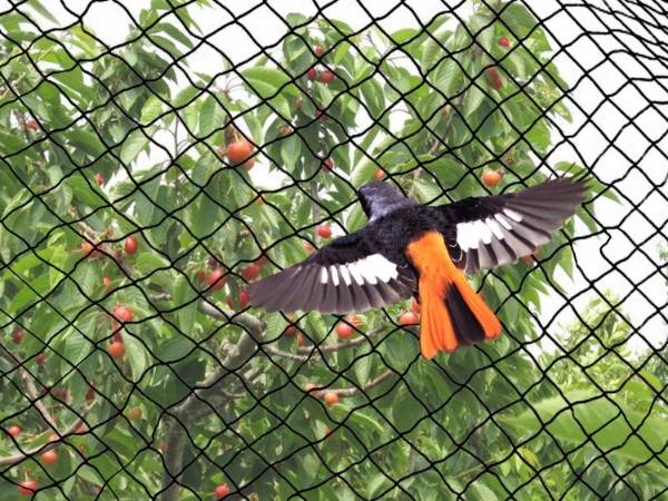 A bird is kept outside of the orchard. 