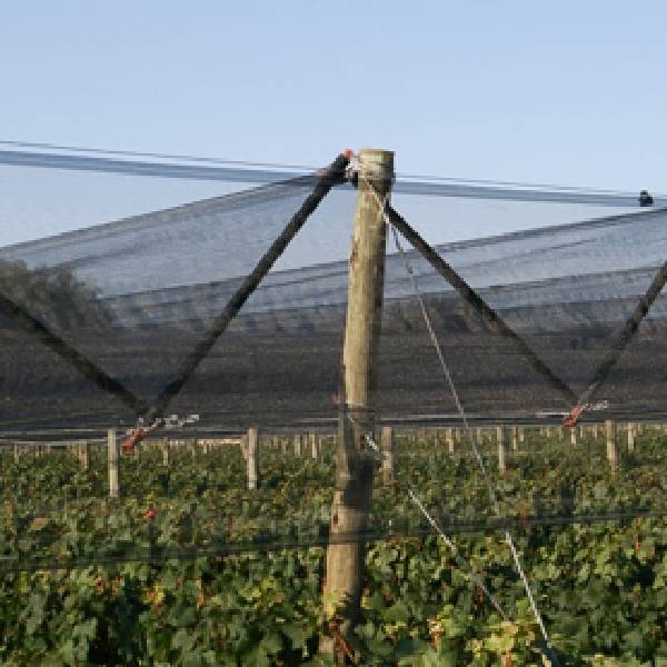 The vineyard is covered with black anti hail net.