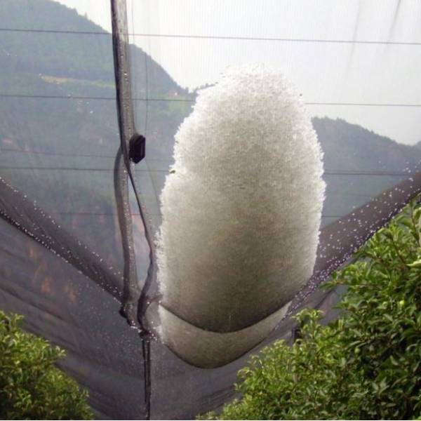 Anti hail net blocks the hails from damaging the crops
