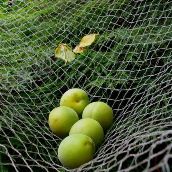 Apricots fall on the olive net.