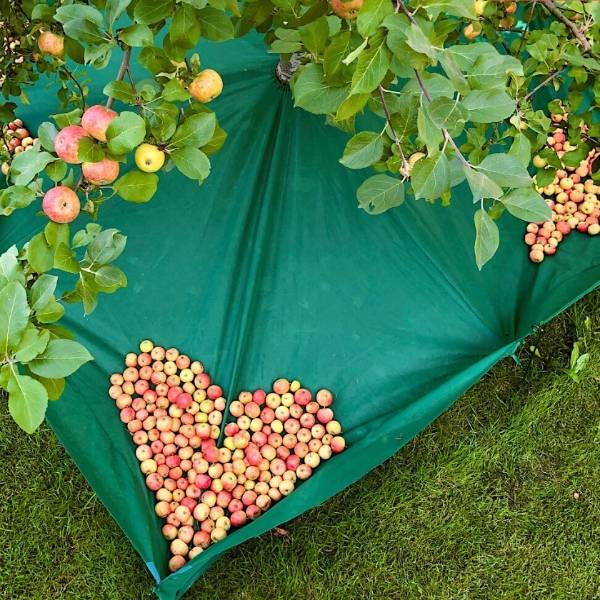 The harvest net laid under the crab apple tree.