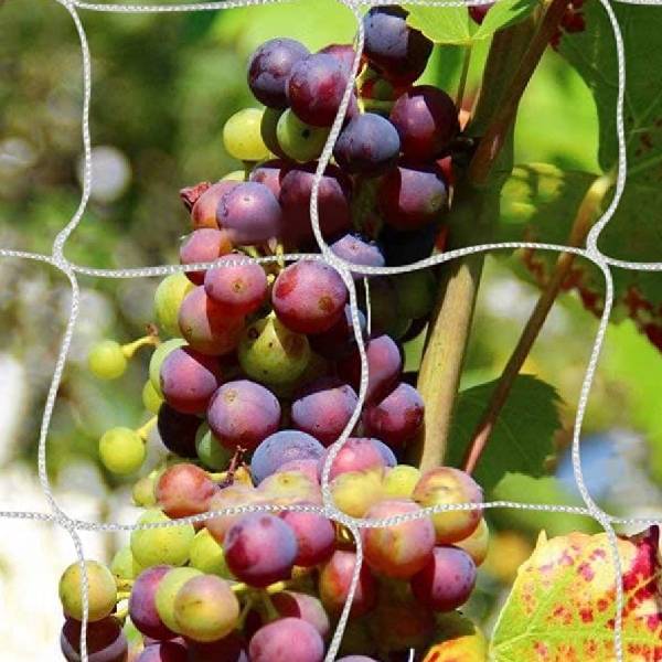Grapes are climbing along the plant climbing net.