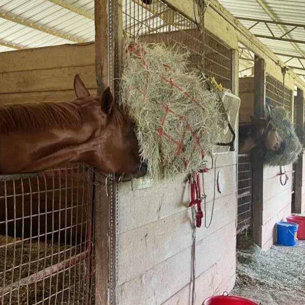 Many horses are eating hays in the horse breeding farms.