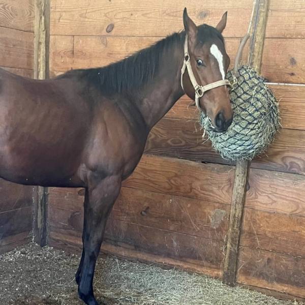 A horse is eating hays from the horse hay net.