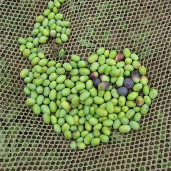 Olives are placed on the olive net.