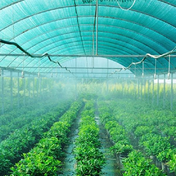 Sun shade net is covered above the greenhouse.