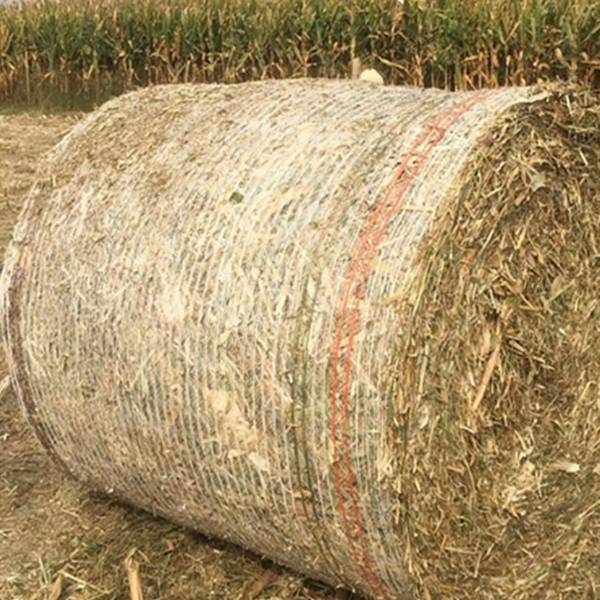 Baled corn stalks on the farm