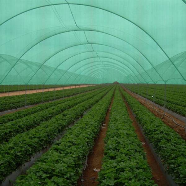 Green sun shade net is covered above the vegetable farm.