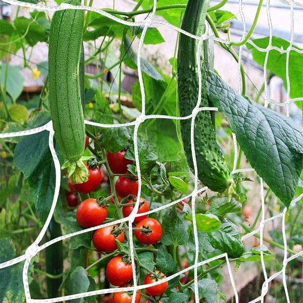 Vegetables are climbing along the plant climbing net.