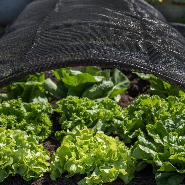 Sun shade net is covered above vegetables.